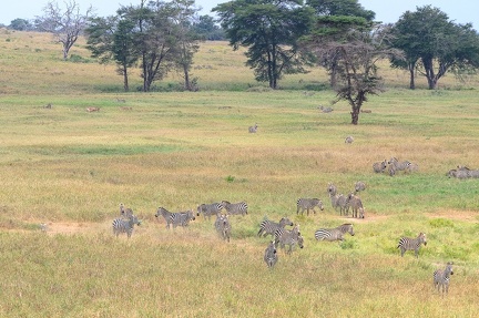 Zèbre Afrique Kenya