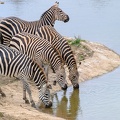 Zèbre Afrique Kenya