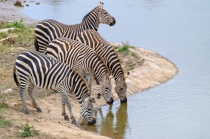 Zèbre Afrique Kenya