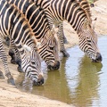Zèbre Afrique Kenya