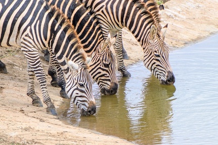 Zèbre Afrique Kenya