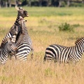 Zèbre Afrique Kenya