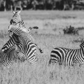 Zèbre Afrique Kenya