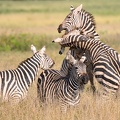 Zèbre Afrique Kenya