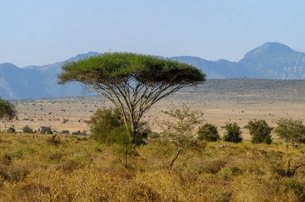 Paysage Africain Kenya