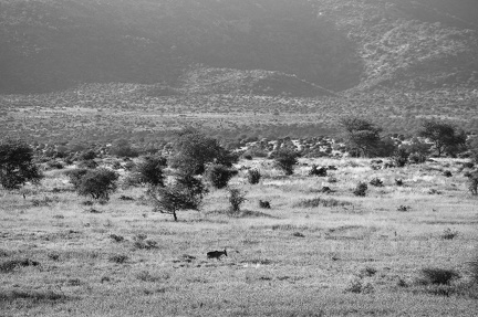 Paysage Africain Kenya
