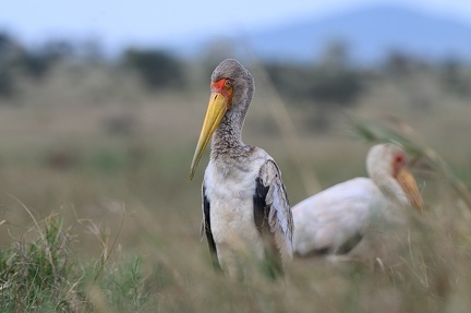 Tantale Ibis