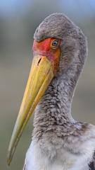 Tantale Ibis