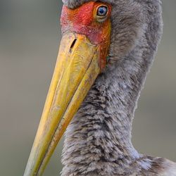 Tantale Ibis