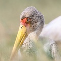 Tantale Ibis