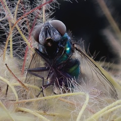 Les yeux d une mouche