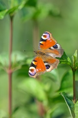 Papillon Paon du jour