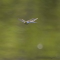 Libellule Anax