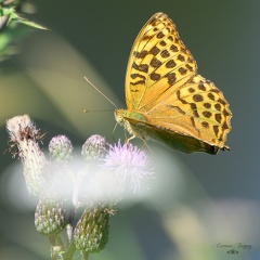 Papillon Tabac d Espagne ou Argynis
