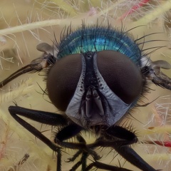 Les yeux d une mouche