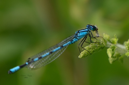 Agrion libellule bleue