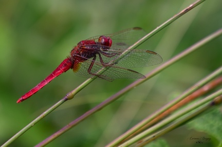Erythemis libellule rouge