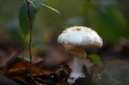 Champignon forêt Chantilly