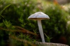 Champignon forêt Chantilly