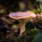 Champignon forêt Chantilly