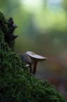 Champignon forêt Chantilly
