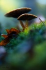 Champignon forêt Chantilly