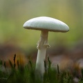 Champignon