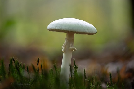 Champignon