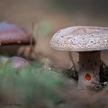 Champignon