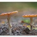 Champignon Amanite tue mouche