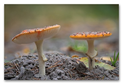 Champignon Amanite tue mouche