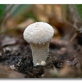 Champignon