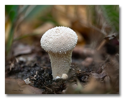 Champignon