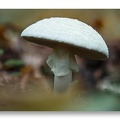 Champignon