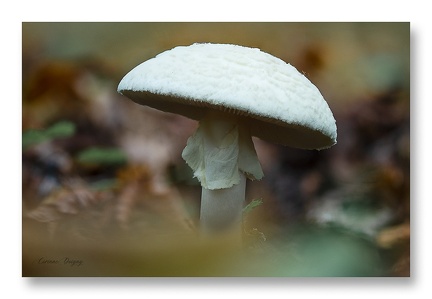 Champignon
