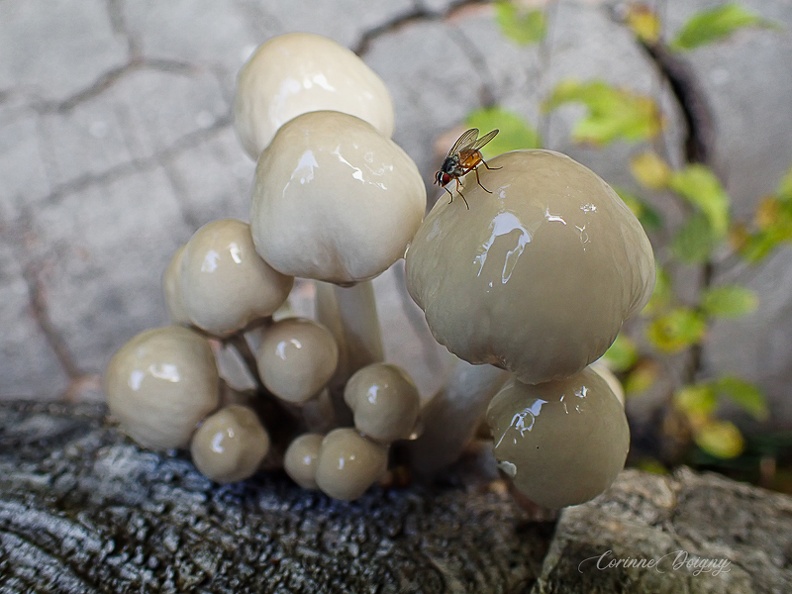 Champignon de porcelaine - Touffe de Hêtre - champignon des oeus pochés.jpg