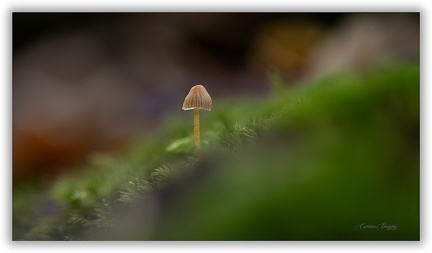 Champignon
