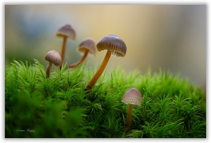 Champignon