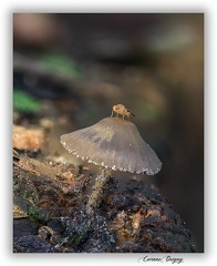 Champignon