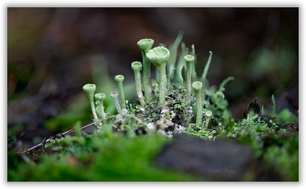 Champignon