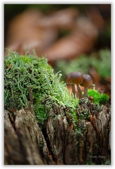 Champignon