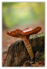 Champignon