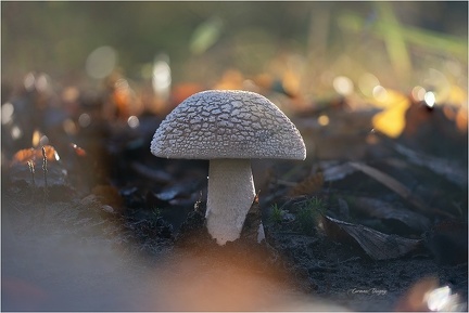 Champignon