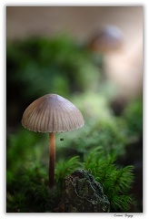 Champignon