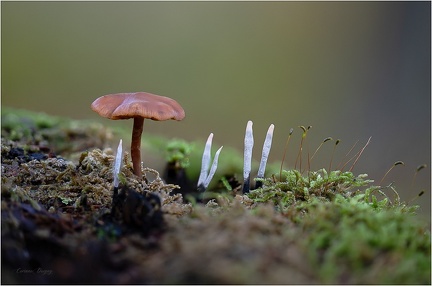 Champignon