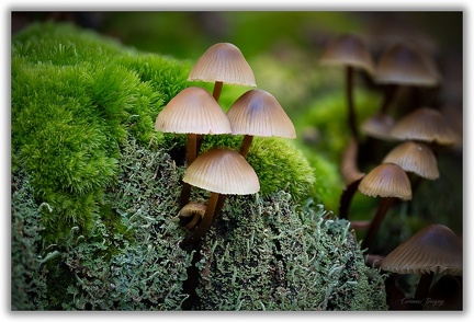 Champignon