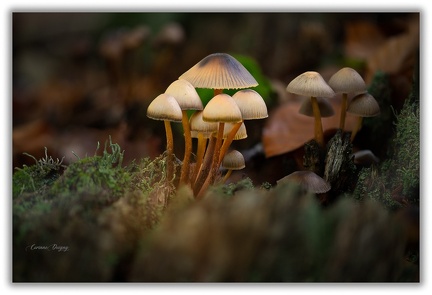 Champignon