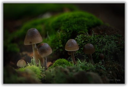 Champignon