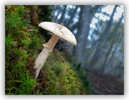Champignon