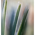 Givre